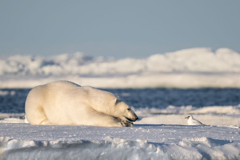 33 Hilarious Photos From the Nikon Comedy Wildlife Awards