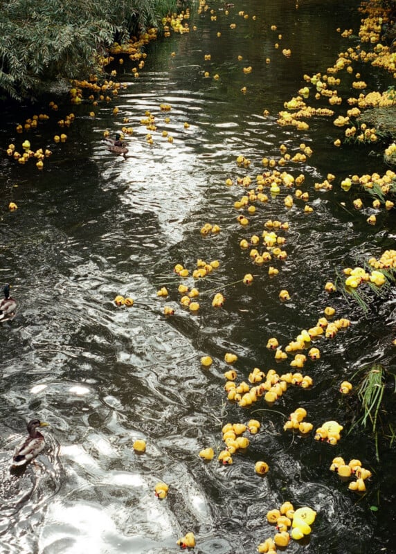 Hundreds of yellow rubber ducks float on the surface of a dark, rippling stream, accompanied by two live mallard ducks.