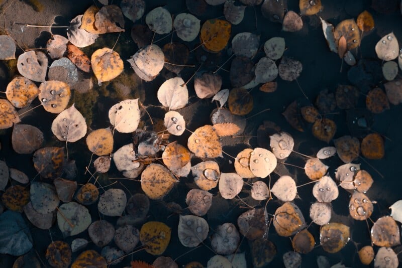 Many fallen autumn leaves with water droplets float on the surface of dark, still water.