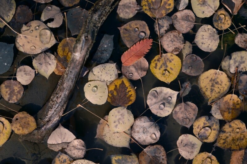 A collection of fallen autumn leaves, including one bright orange leaf, floats on dark water next to a weathered wooden branch.