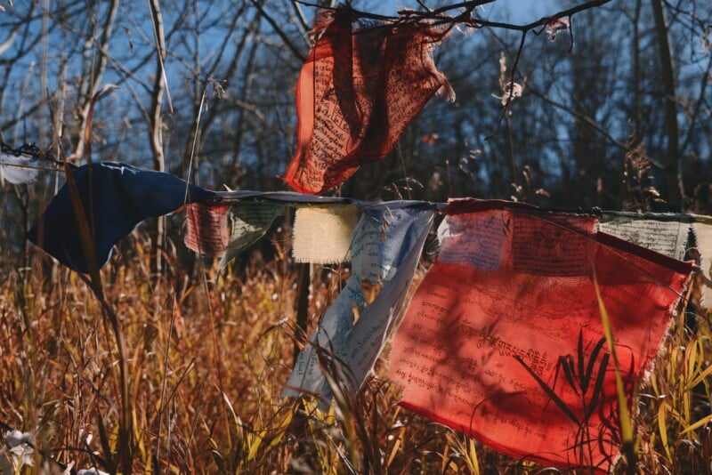 Tibetan prayer flags in red, blue, yellow, and white hang from a string amidst tall, dry grass and bare trees under a clear blue sky.