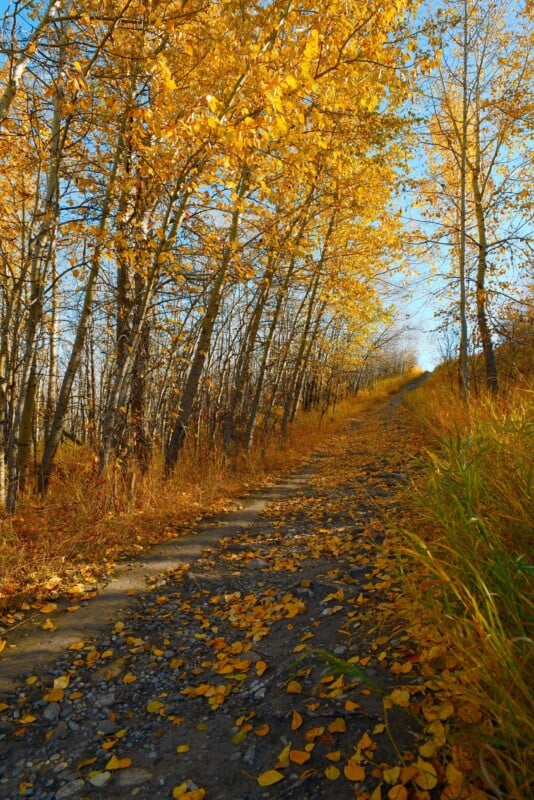 A dirt path covered in fallen yellow leaves winds uphill through a forest of aspen trees with golden autumn foliage.