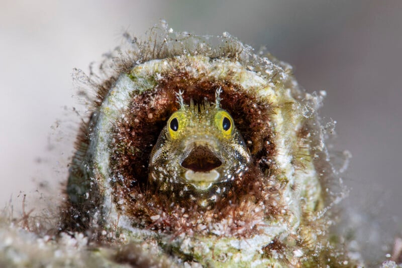33 Hilarious Photos From the Nikon Comedy Wildlife Awards
