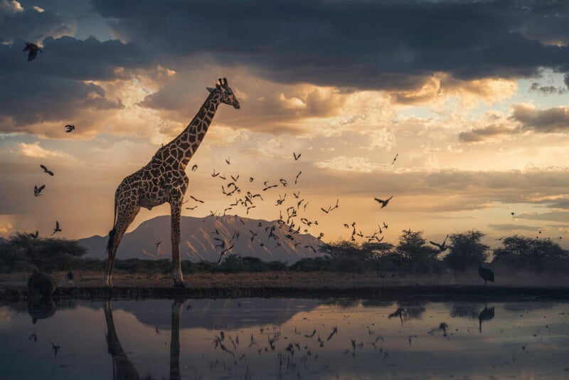 A giraffe stands at the edge of a watering hole at sunset, surrounded by a large flock of birds flying against a cloudy sky with distant mountains in the background.