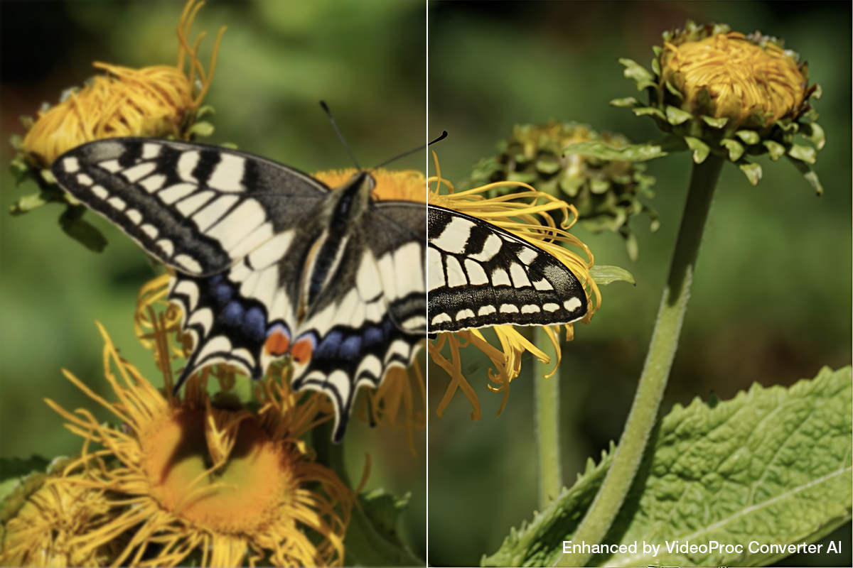 A split-screen comparison shows a swallowtail butterfly on a yellow flower, with the left side appearing slightly blurred and the right side sharpened.
