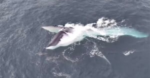 A large whale breaches the surface of the ocean with its mouth wide open to feed, surrounded by a few small dolphins.