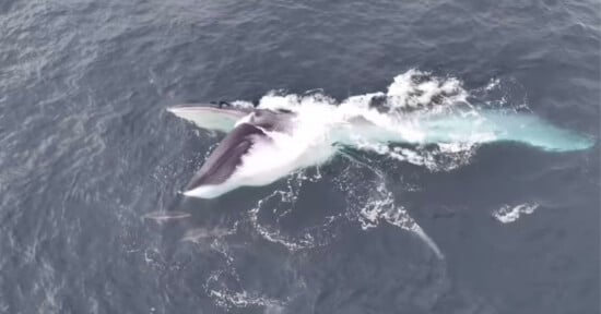A large whale breaches the surface of the ocean with its mouth wide open to feed, surrounded by a few small dolphins.