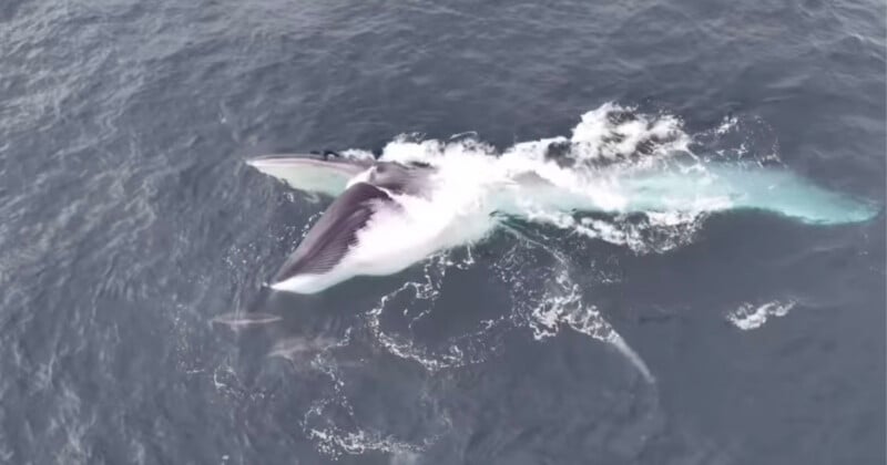 A large whale breaches the surface of the ocean with its mouth wide open to feed, surrounded by a few small dolphins.