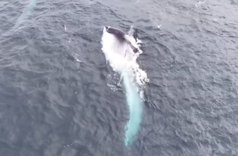A whale breaches the surface of the ocean with its mouth open, surrounded by splashing water and small birds.