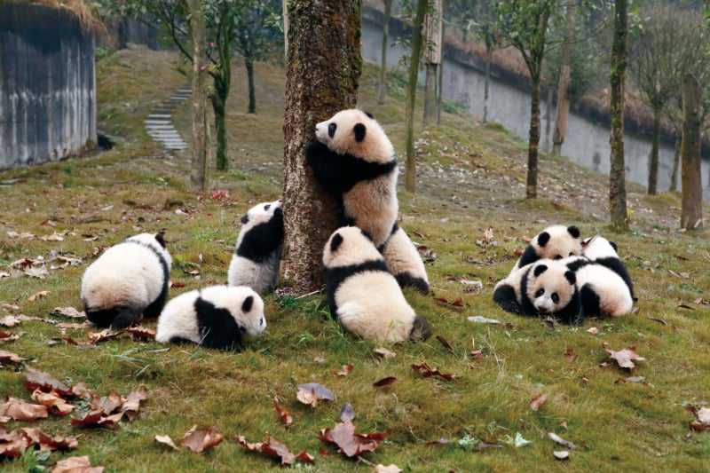 Seven giant panda cubs play in a grassy, wooded enclosure, with one cub climbing a tree trunk while others sit or lie on the ground.
