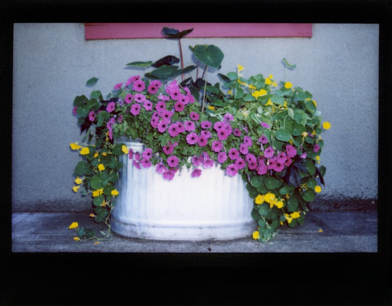 A metal tub planter filled with purple petunias and yellow nasturtiums sits against a gray wall with a red trim.