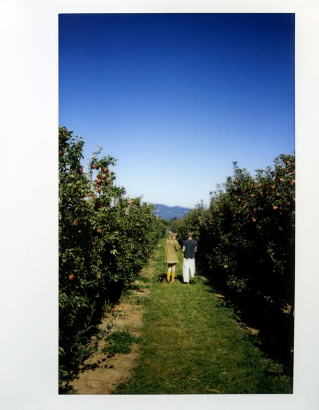 Two people walk with a small dog down a grassy path between rows of apple trees under a clear blue sky.