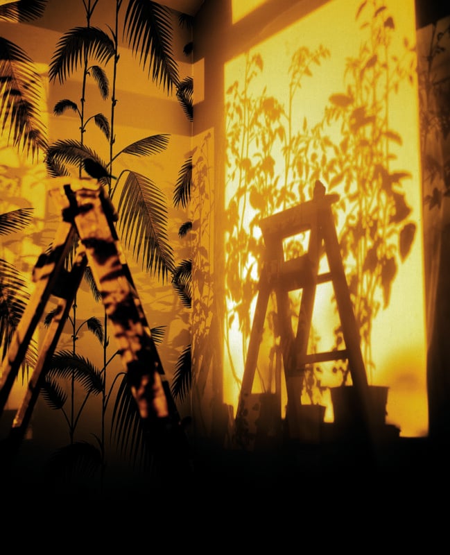A wooden stepladder stands in a room with palm-patterned wallpaper, casting a dark shadow against a bright, golden-lit wall.