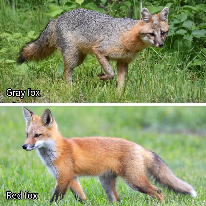 A split-screen image showing a gray fox on top and a red fox on the bottom, both standing in grassy fields.