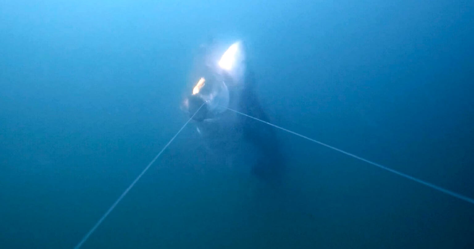 Nat Geo Photographer Captures First-Ever Footage of Great White Shark ...