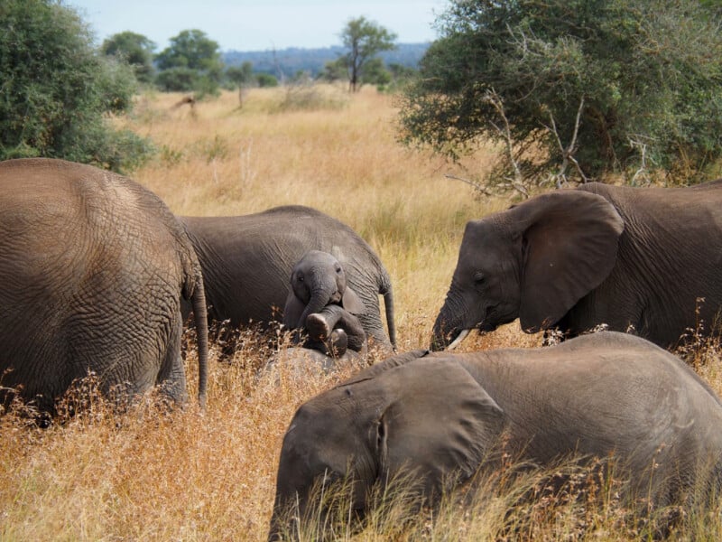 33 Hilarious Photos From the Nikon Comedy Wildlife Awards