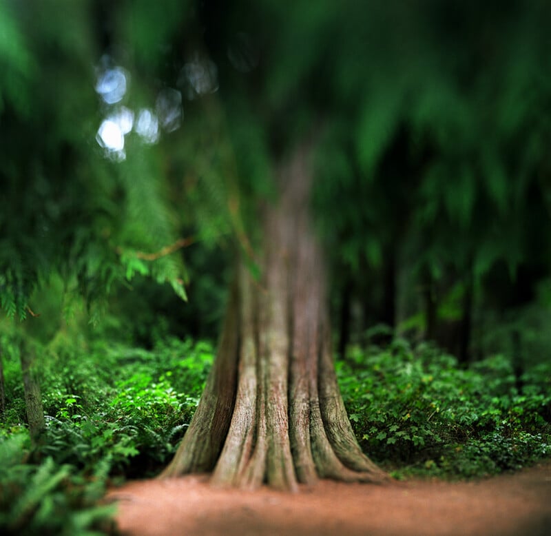 A large, textured tree trunk with vertical ridges stands in a lush, green forest with soft-focus foliage.