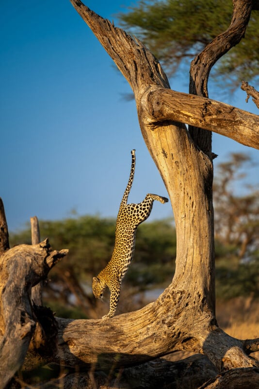 33 Hilarious Photos From the Nikon Comedy Wildlife Awards