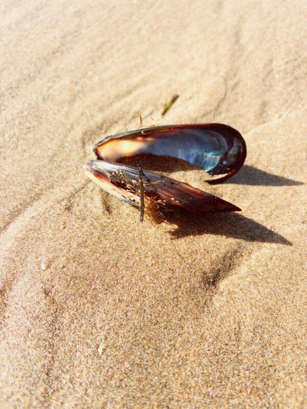 An open mussel shell with visible byssal threads rests on textured, light-colored beach sand under bright sunlight.