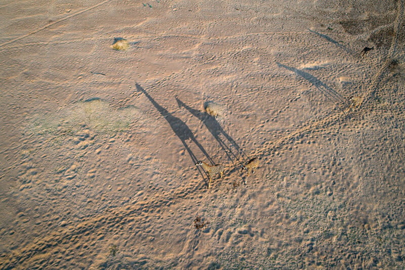 An aerial view shows four giraffes walking across a dry, sandy landscape, casting long shadows in the low sunlight.