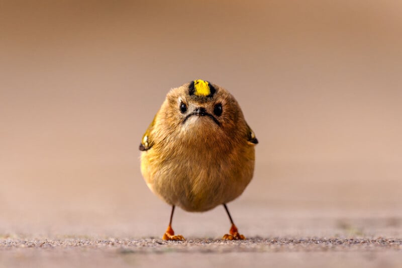33 Hilarious Photos From the Nikon Comedy Wildlife Awards