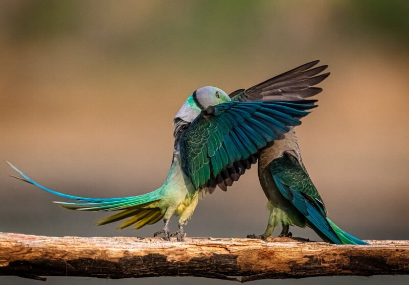 33 Hilarious Photos From the Nikon Comedy Wildlife Awards