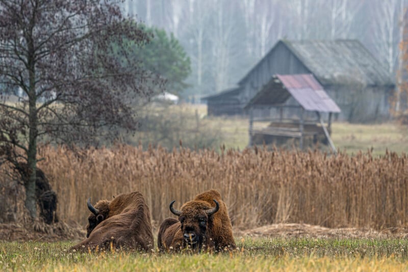 Two European bison rest in a field of dry grass in front of a rustic wooden barn and a foggy forest.