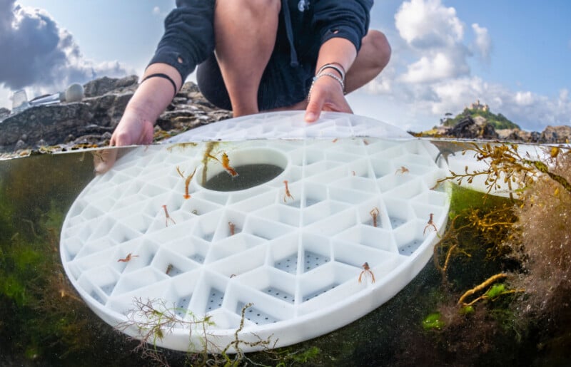 A person holds a white, geometric, multi-compartment tray partially submerged in water, containing several small, orange crustaceans.