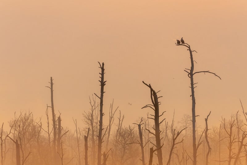 Two birds perch on the top of a tall, leafless tree amidst a forest of dead trees shrouded in thick, golden-orange morning mist.