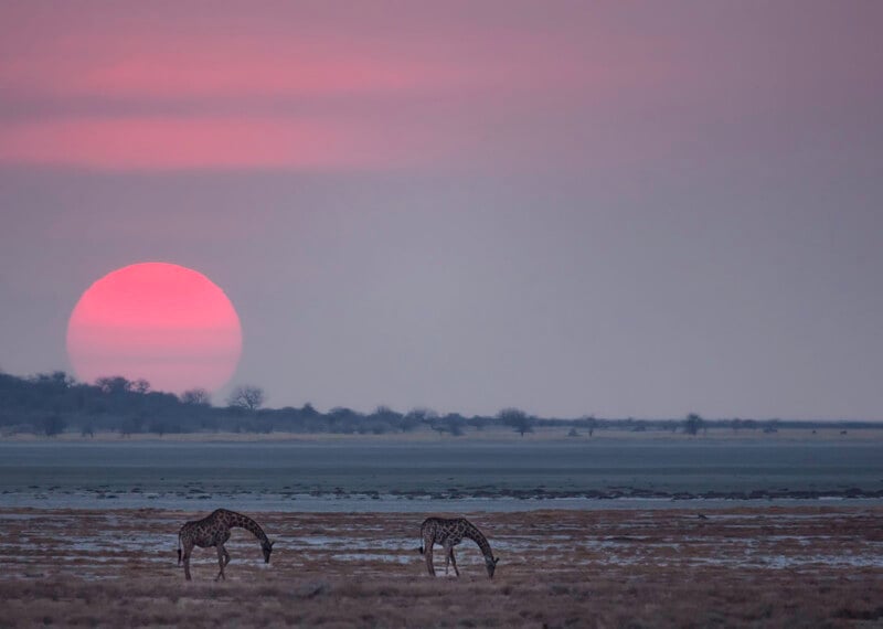 Two giraffes graze on a dry, sparse landscape under a large, pink sunset.