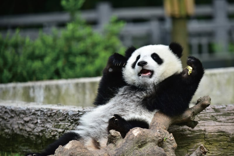 A giant panda sits reclined on a wooden log, holding a small piece of food in one paw with its mouth open.