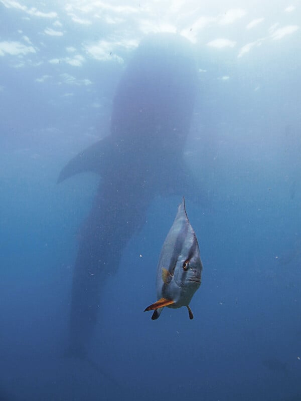 A small, silver-colored fish swims in the foreground with a large, shadowy whale shark looming in the deep blue water behind it.