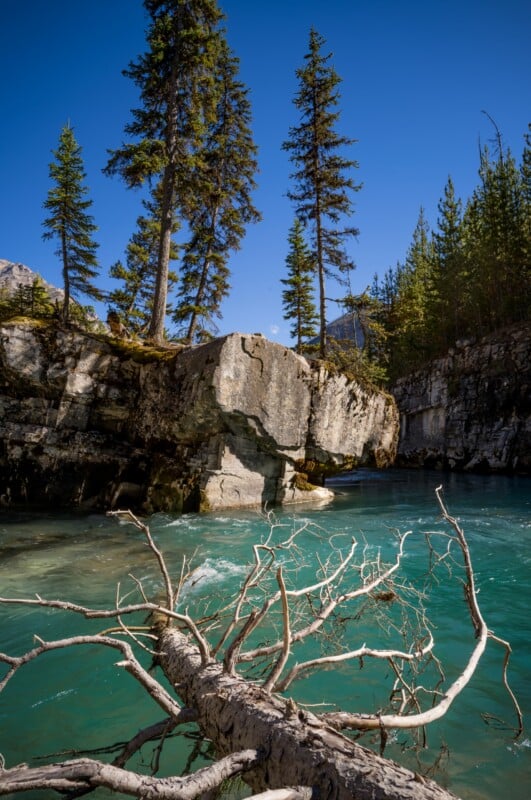 A fallen, leafless tree trunk lies in the foreground of a turquoise river flowing past a rocky cliff topped with pine trees.