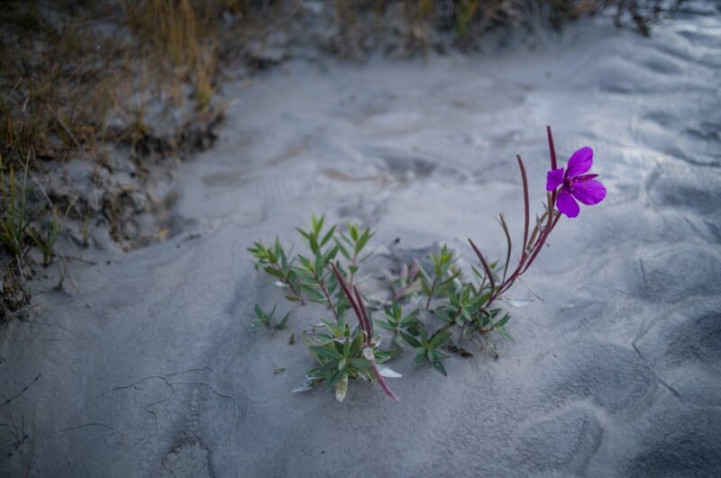 A single purple flower with narrow green leaves grows out of a patch of light-colored sand.