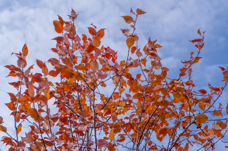 Bright orange and red autumn leaves on tree branches against a cloudy blue sky.