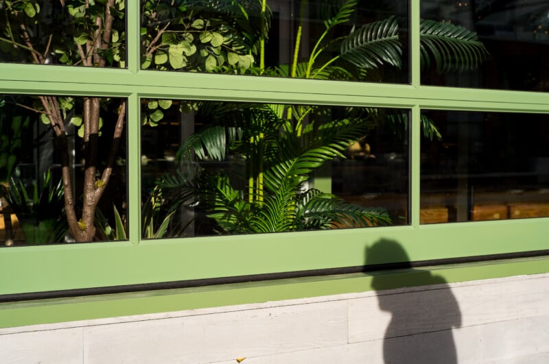 A green-framed window looks into a room filled with indoor plants, with the shadow of a person cast on the wall below.