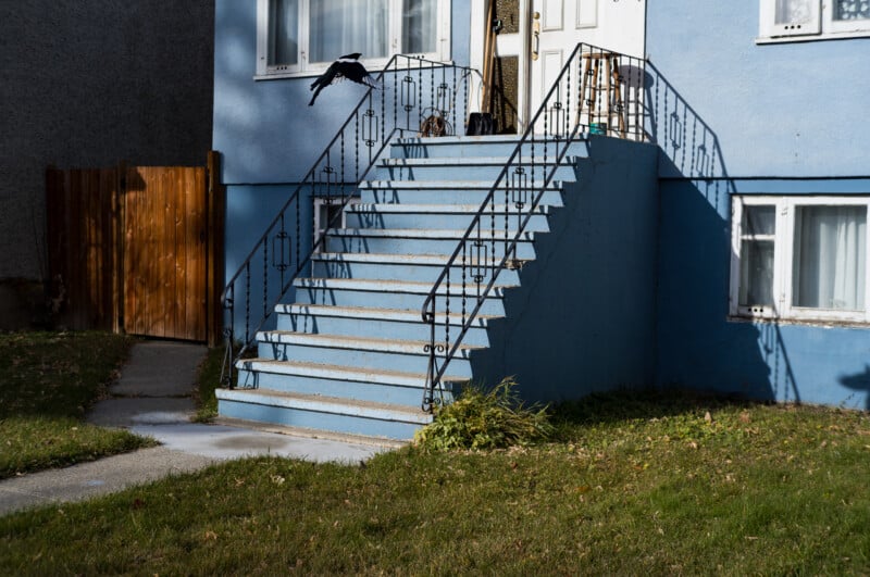 A black and white magpie flies toward the metal railing of a blue house's front porch stairs.