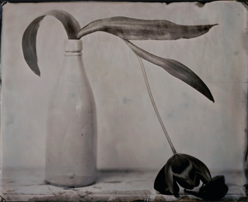 A dark, drooping tulip hangs from a light-colored bottle against a textured, neutral background in a vintage-style photograph.