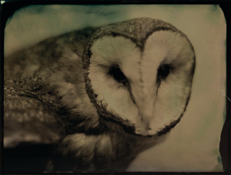 A close-up, sepia-toned portrait of a barn owl with its heart-shaped facial disc and dark eyes, presented with a vintage, distressed border.