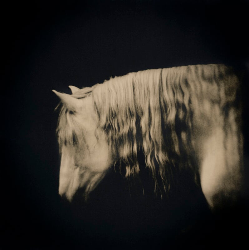 A profile view of a white horse with a long, wavy mane against a dark, solid background.