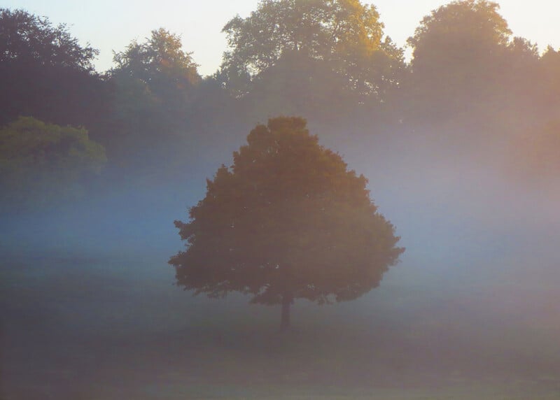 A lone tree stands in a misty field with a dense forest visible in the background under a soft, hazy light.
