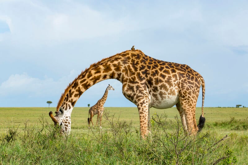 A large giraffe grazes on low bushes in a grassy savanna, with a smaller giraffe standing in the background and a bird perched on the larger giraffe's back.