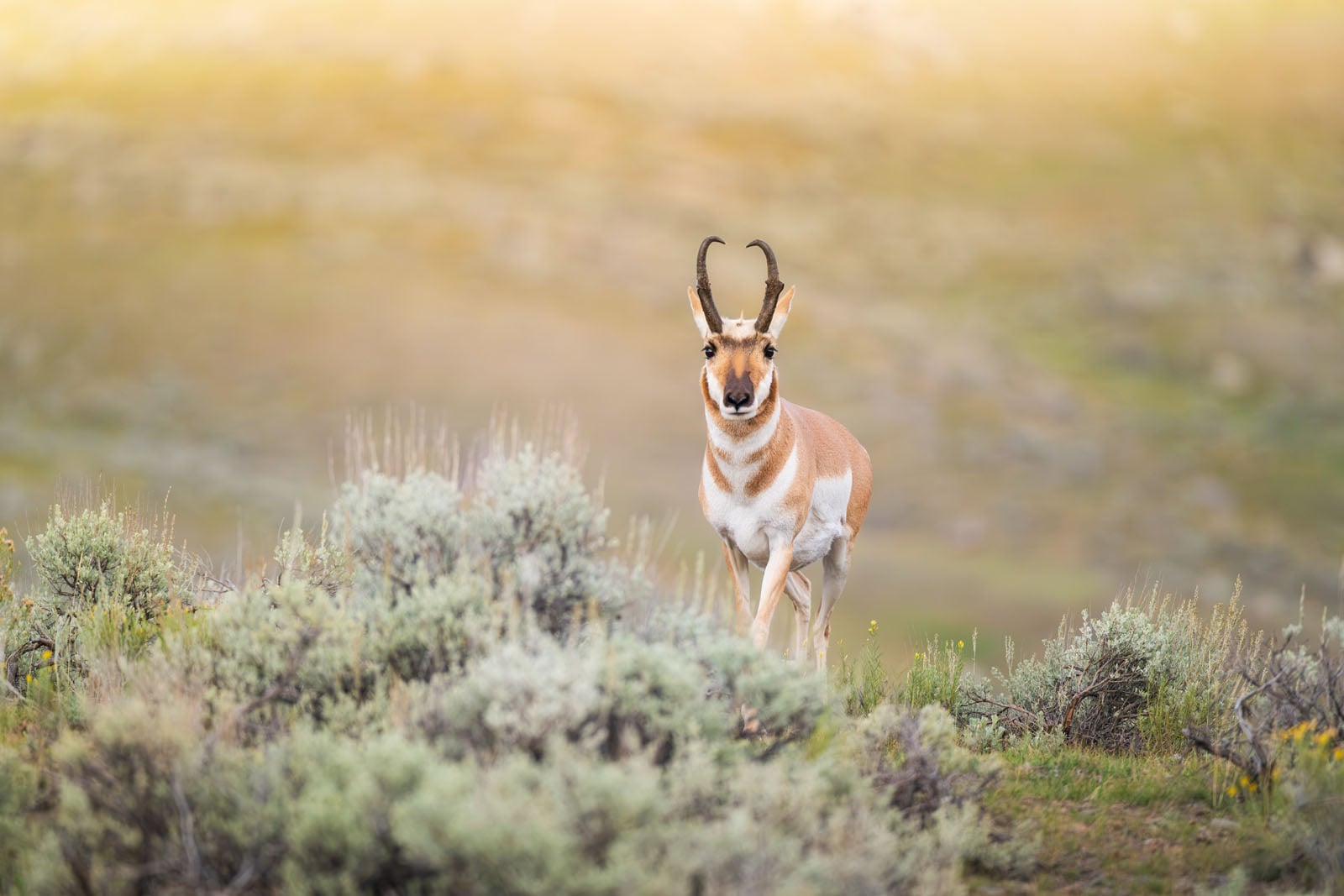 A pronghorn stands in a field of sagebrush, looking directly at the camera.