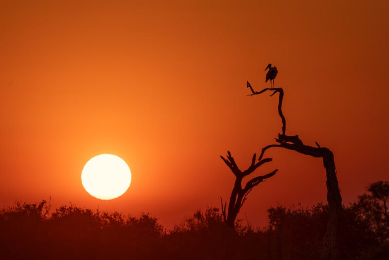A bird stands perched on the branch of a dead tree against a vibrant orange sunset.