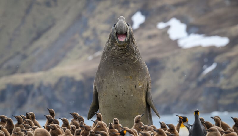 A large elephant seal with its mouth open stands prominently behind a dense group of brown penguin chicks and a few adult king penguins.