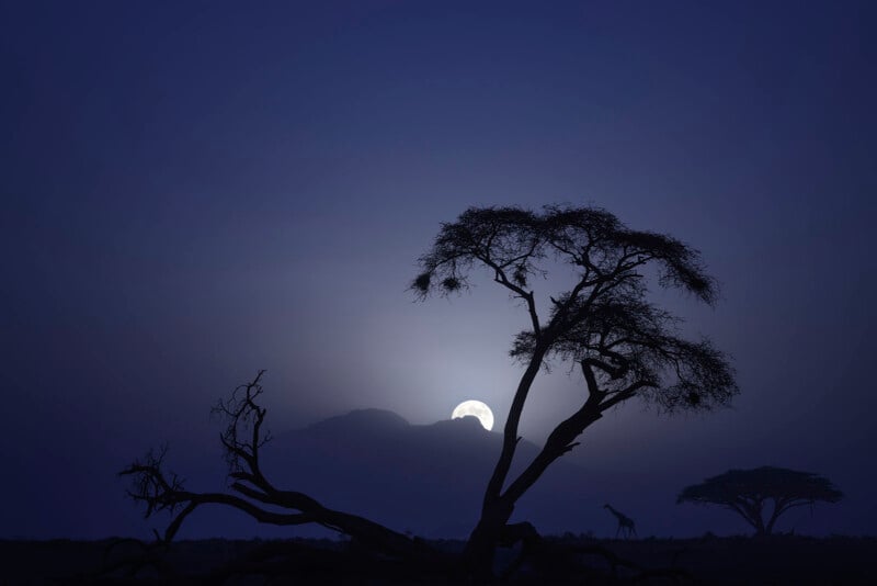 A silhouette of an acacia tree stands in the foreground against a dark blue sky, with the moon rising behind a distant mountain and a giraffe walking in the distance.