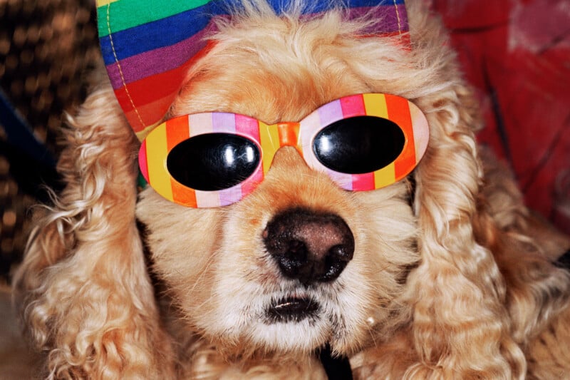 A light-brown spaniel wearing rainbow-striped sunglasses and a matching rainbow-patterned hat.