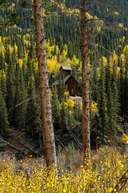 A rustic wooden mining structure sits nestled among a dense forest of evergreen and golden autumn aspen trees, framed by two large pine trunks in the foreground.
