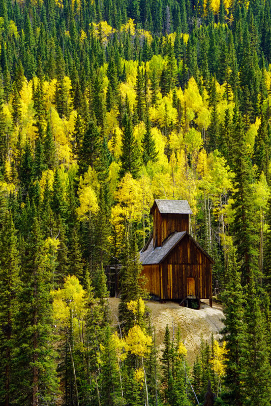 A rustic wooden mining structure sits on a light-colored dirt mound surrounded by a dense forest of evergreen trees and golden-yellow aspen trees.