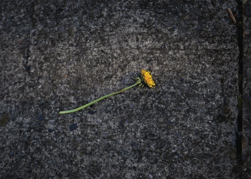 A single yellow dandelion flower with a long green stem lies on a rough, dark gray concrete surface.